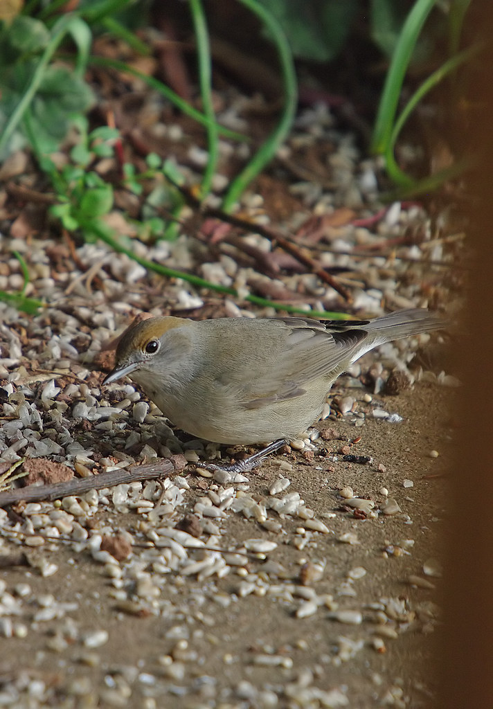 Blackcap Hen Tuesday