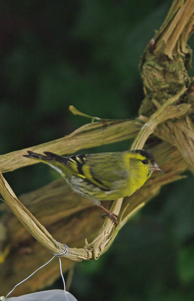 Siskin Picture