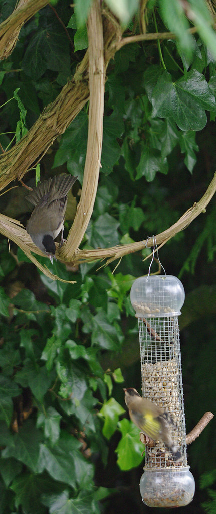 Blackcap