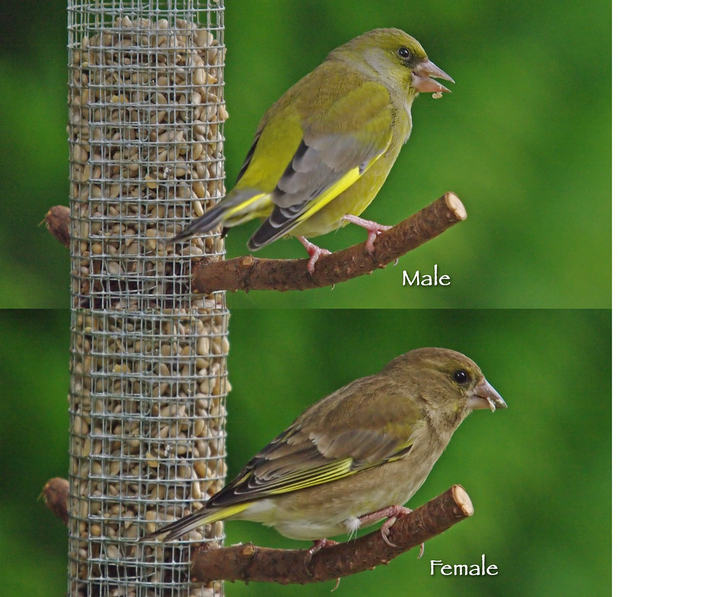 Greenfinches