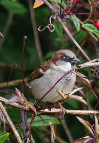 House Sparrow 2