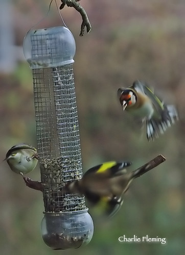 Arty feeder shot