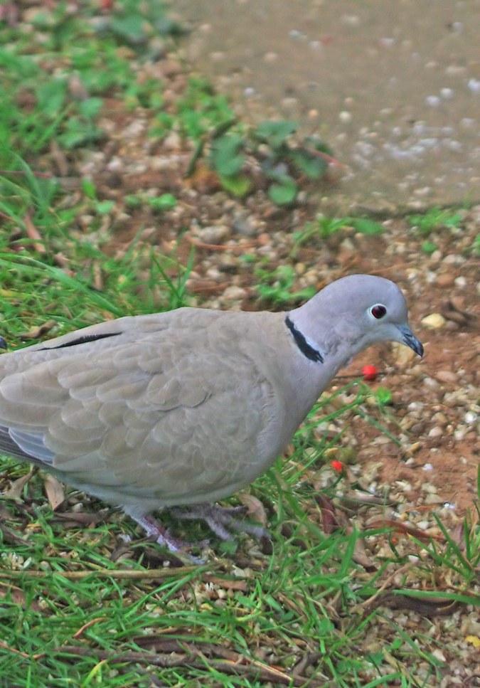 Collared Dove