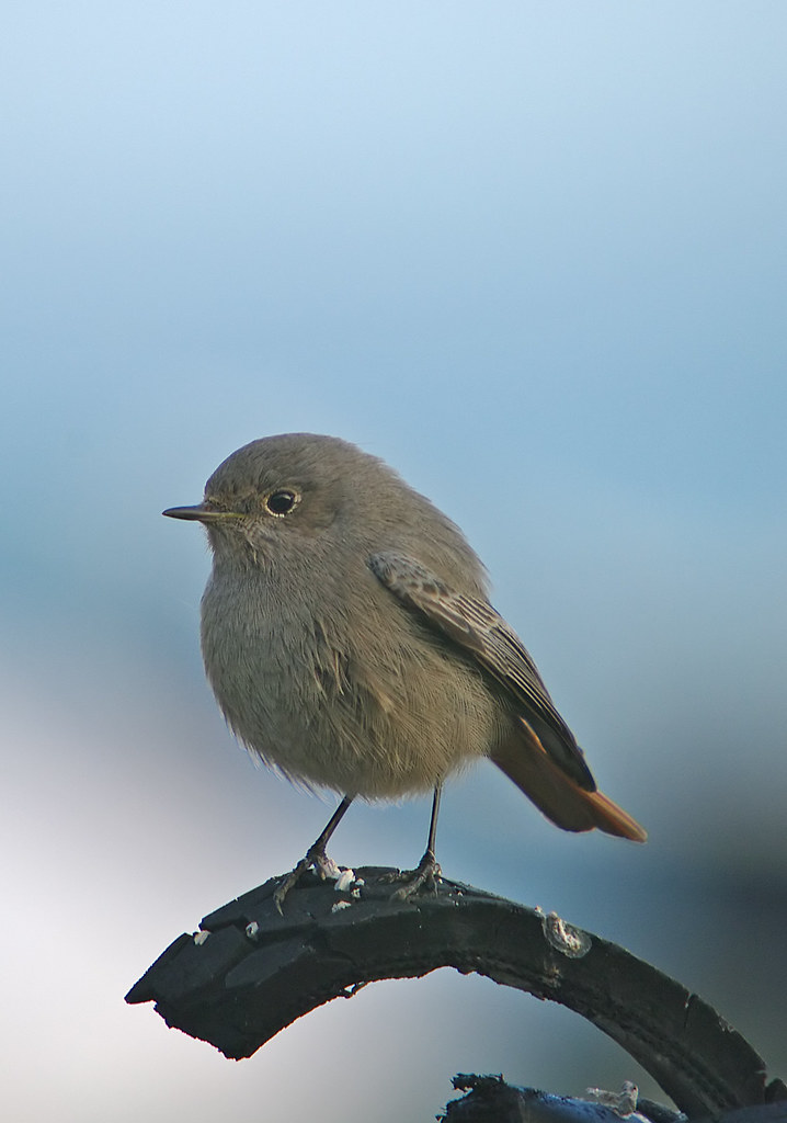 Black Redstart
