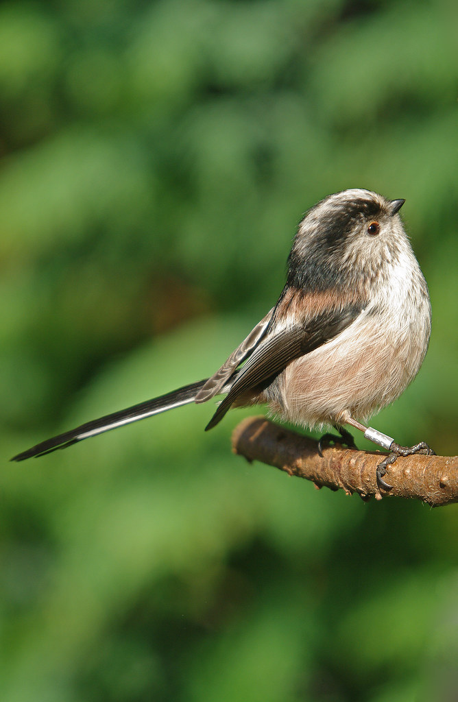 Long Tail Tit