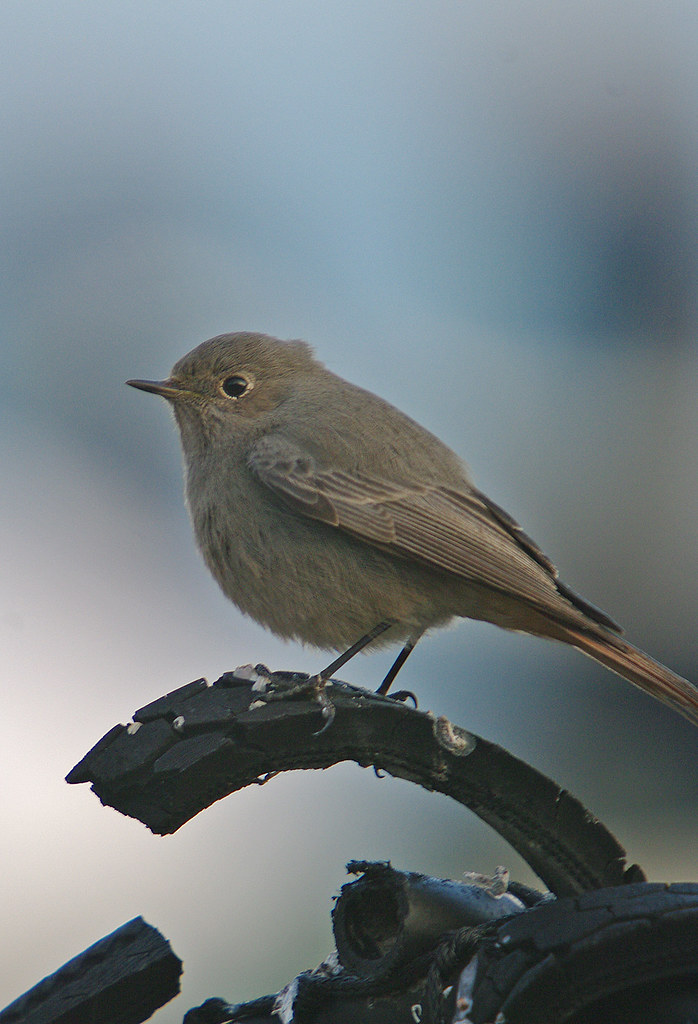 Black Redstart