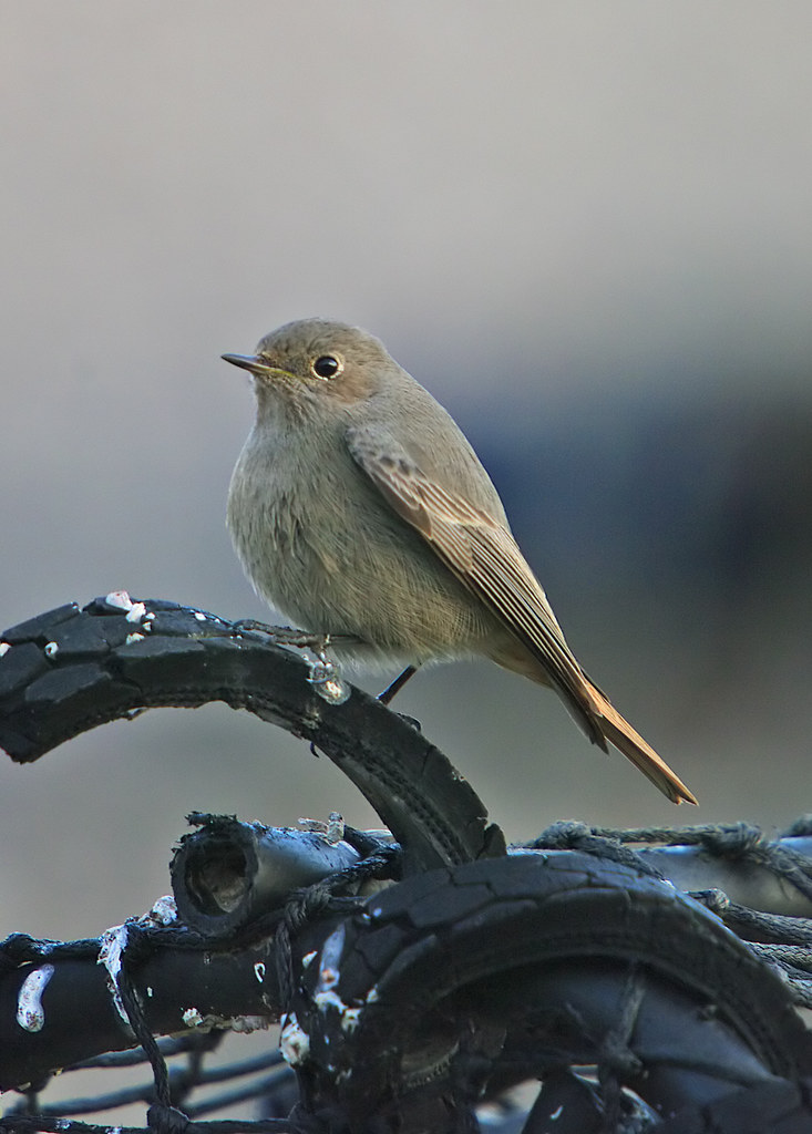 Black Redstart