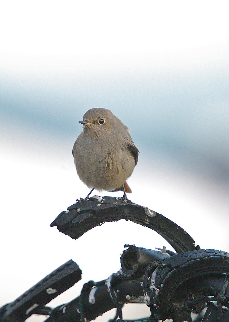 Black Redstart