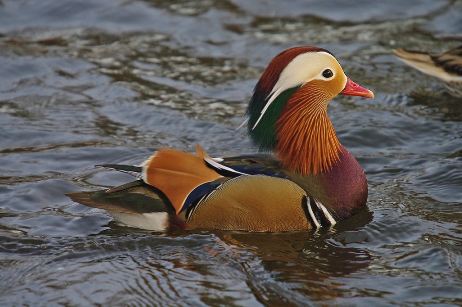 Mandarin Drake