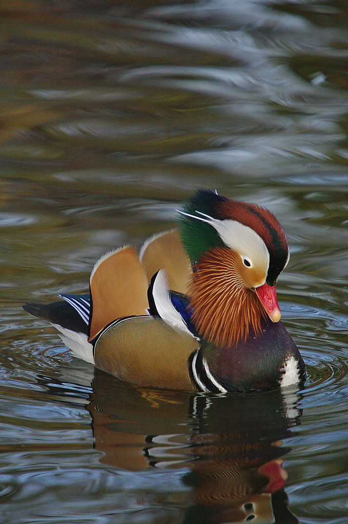 Mandarin Drake
