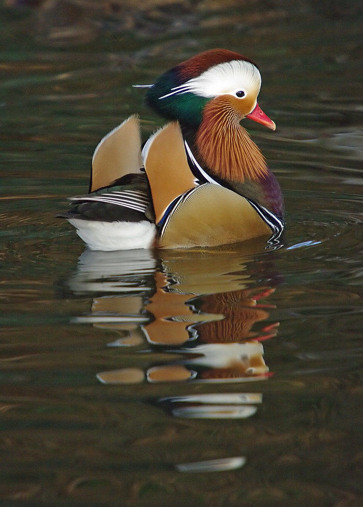 Mandarin Drake