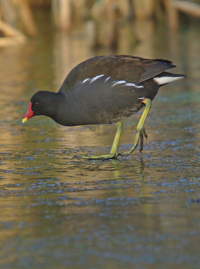 Moorhen on ice!