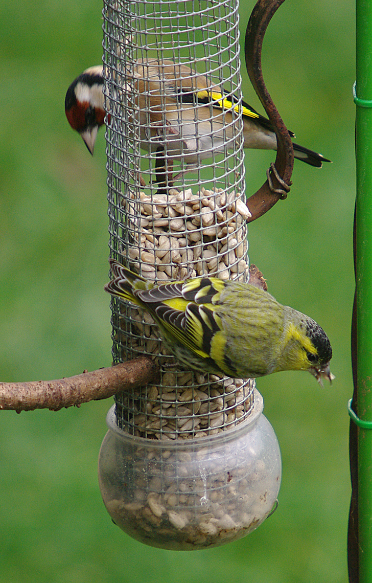Siskin