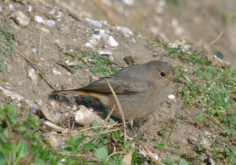 Black Redstart Hen