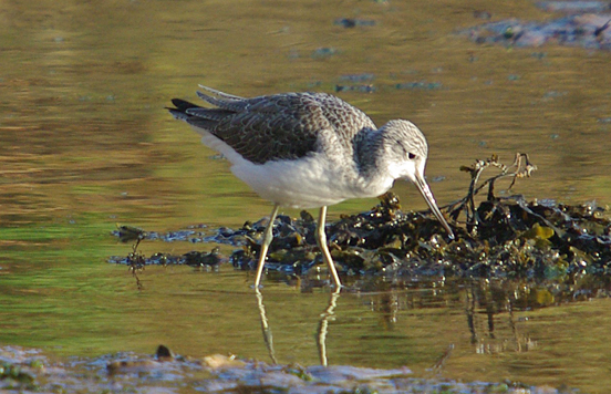 Greenshank