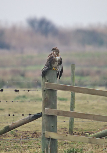 Buzzard1