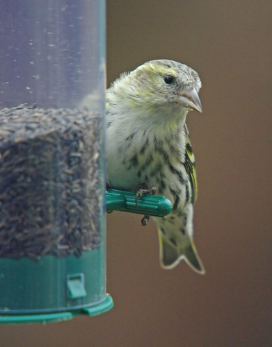 Siskin