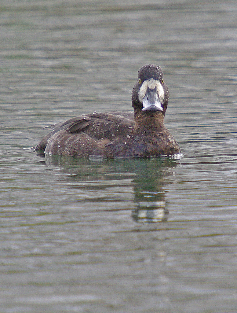 Scaup