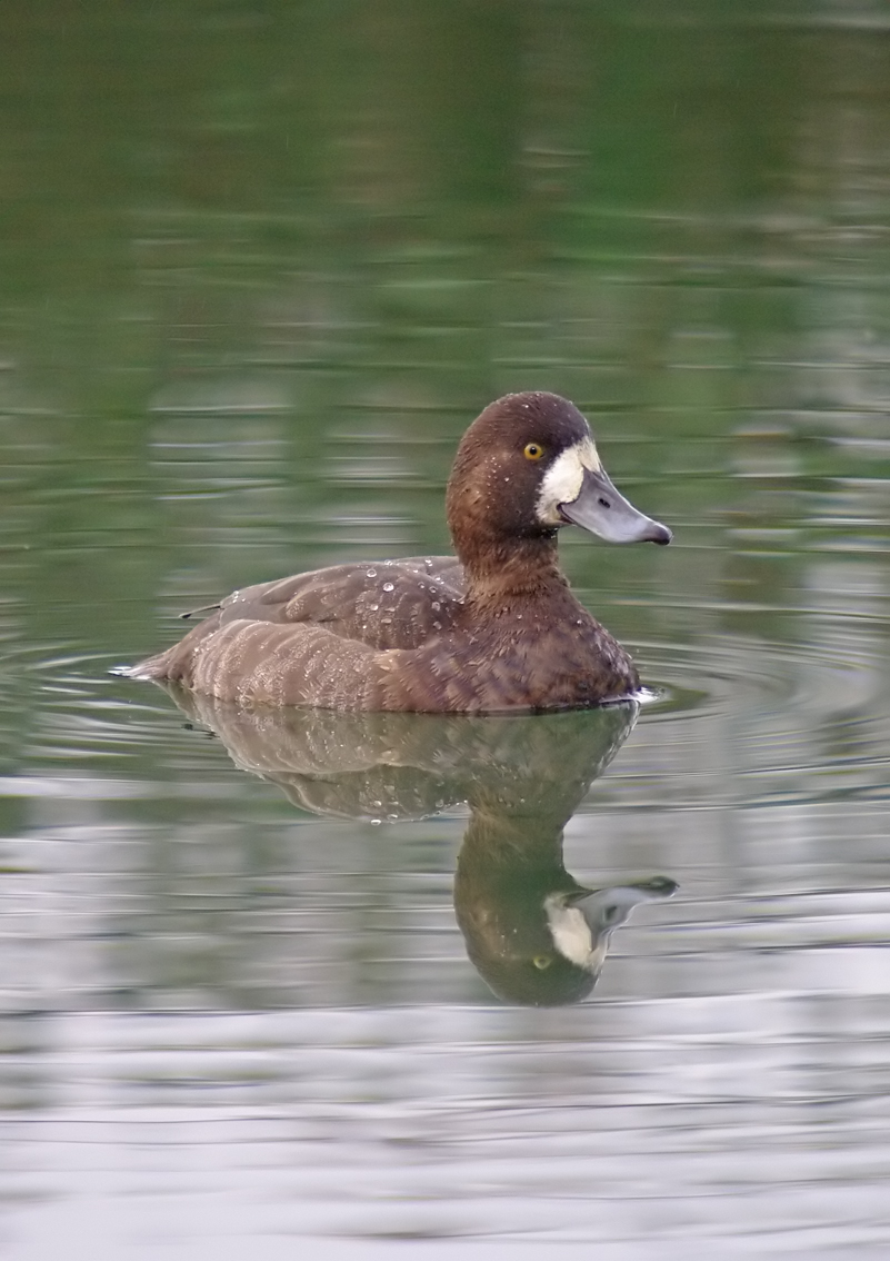 Scaup5