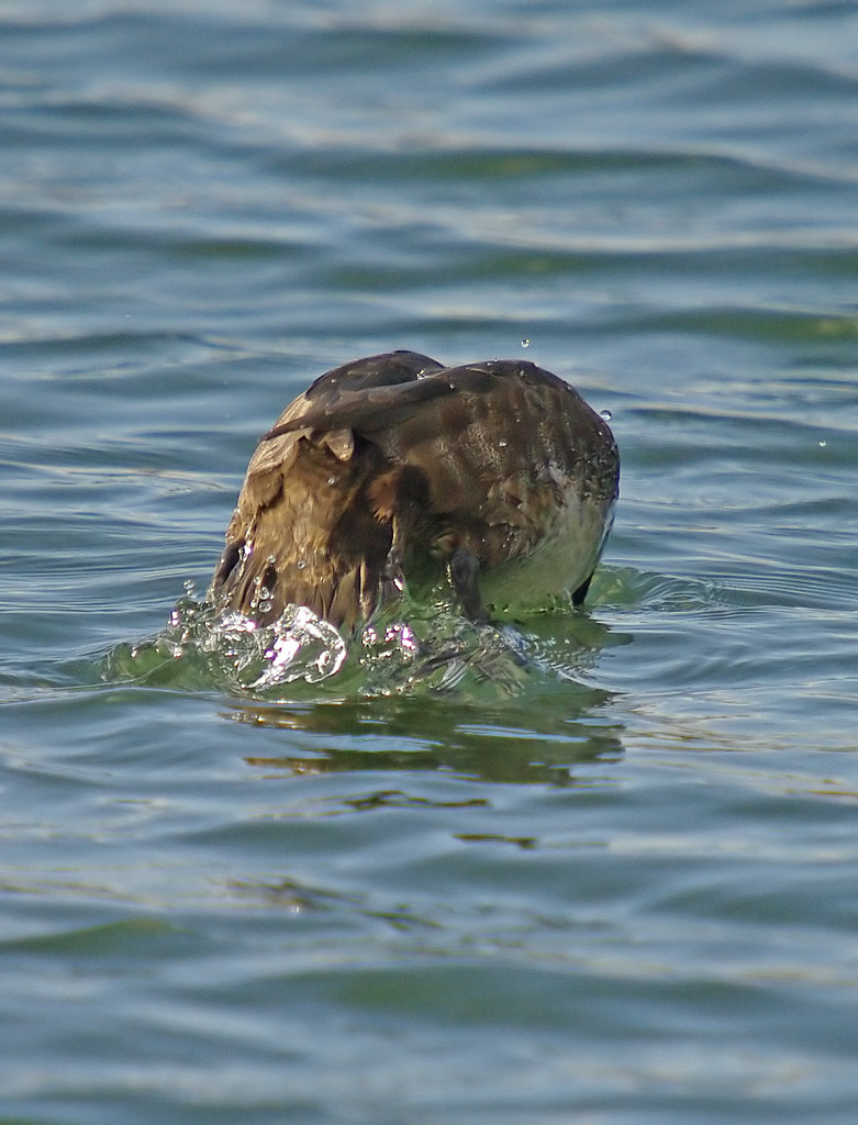 Diving Scaup
