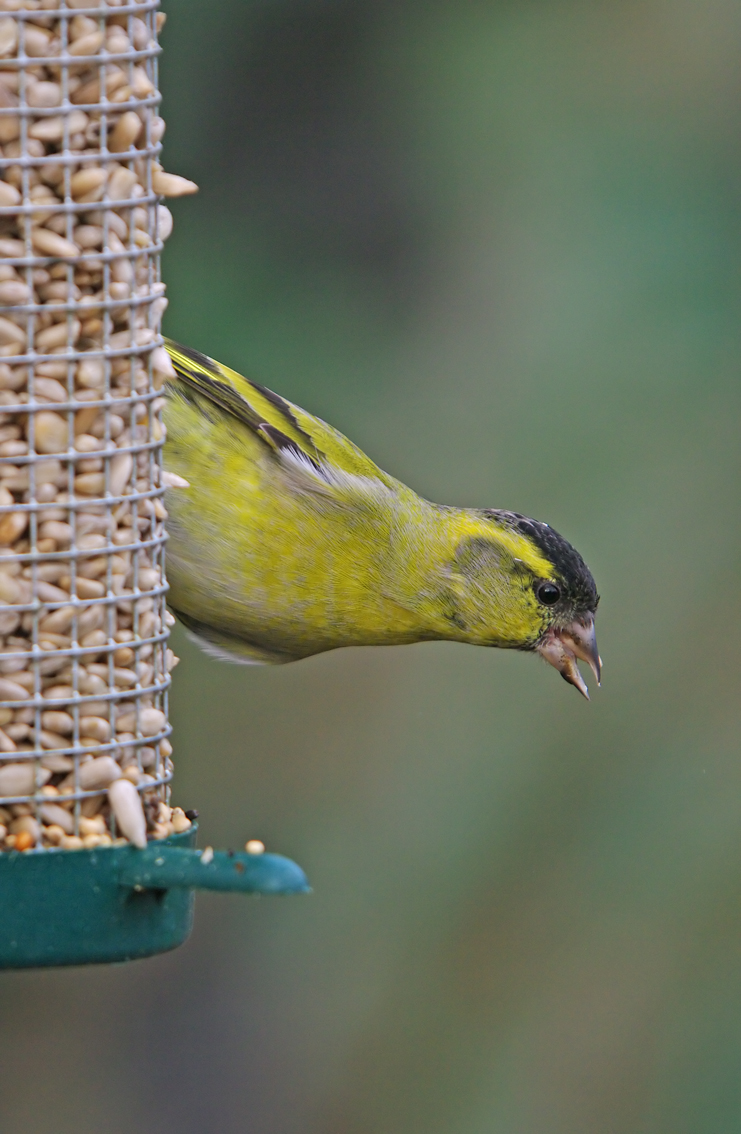 Siskin