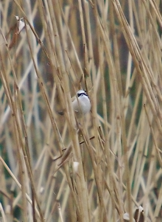 Penduline Tit