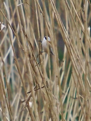 Penduline Tit
