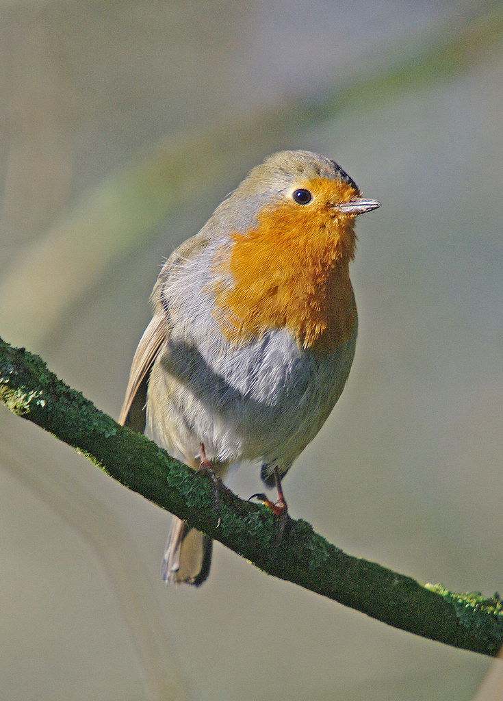 Robin