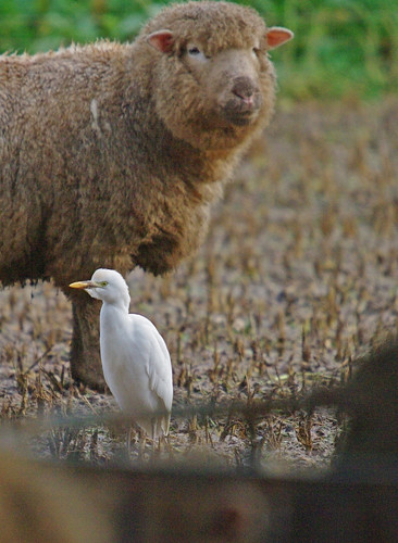 Cattle  Egret