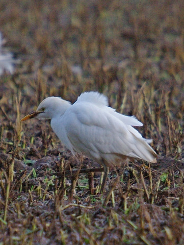 Cattle  Egret