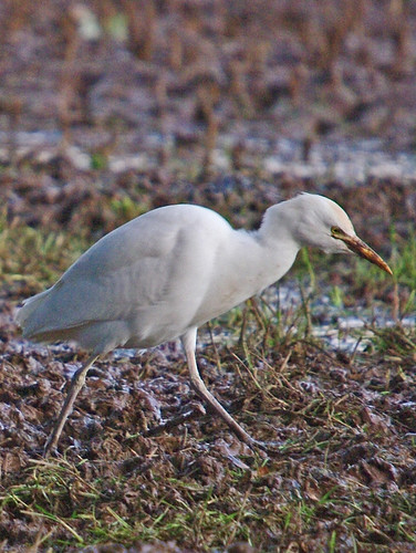Cattle  Egret