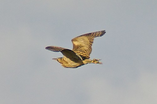 Bittern 