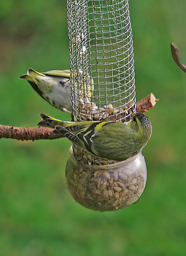 Siskin