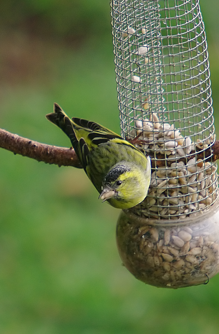Siskin