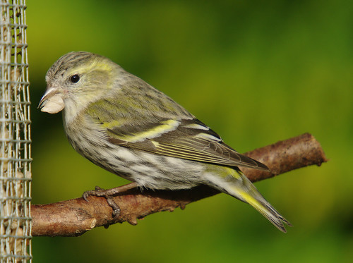 Siskin