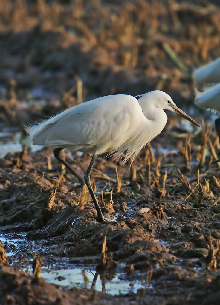 Little Egret