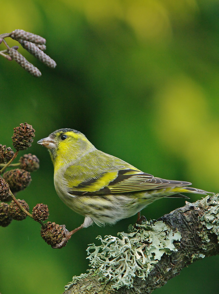 Saturday Siskin