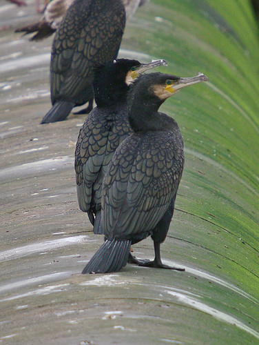 Cormorant