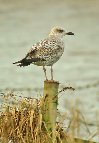 Immature Gull