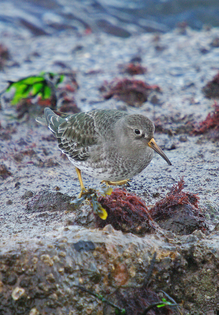 Purple Sandpiper