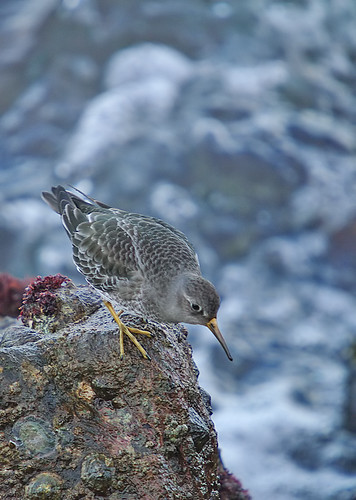 Purple Sandpiper