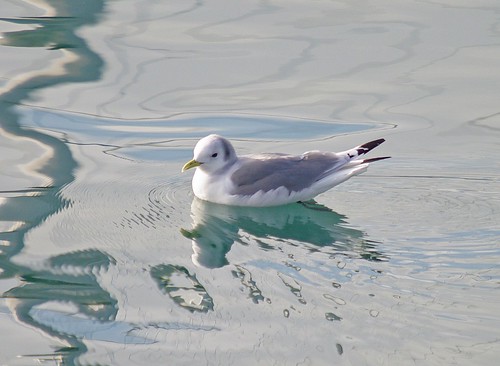 Kittiwake