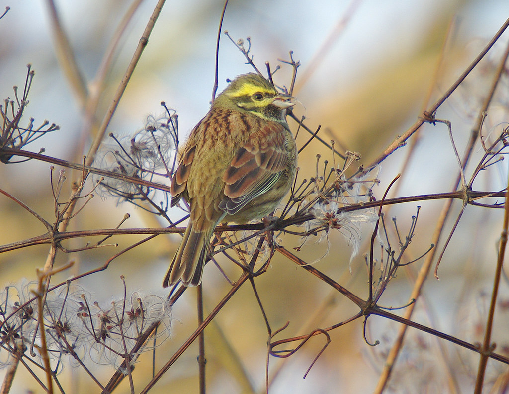 Cirl Bunting