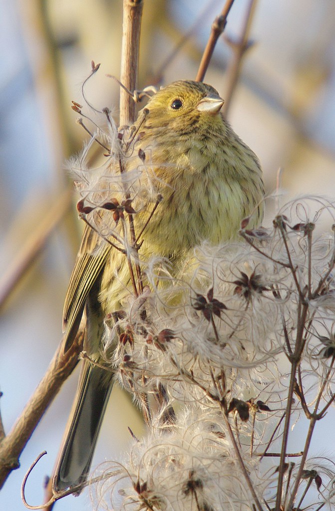 Cirl Bunting