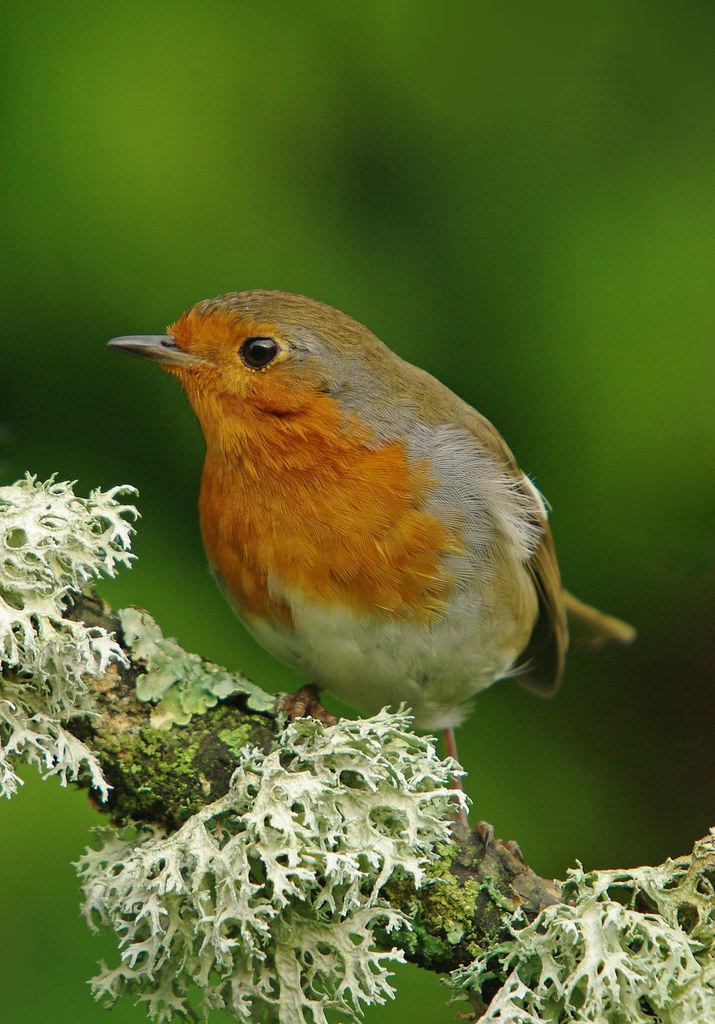 Robin