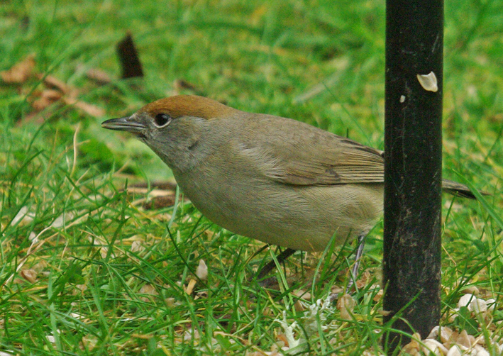 Blackcap female