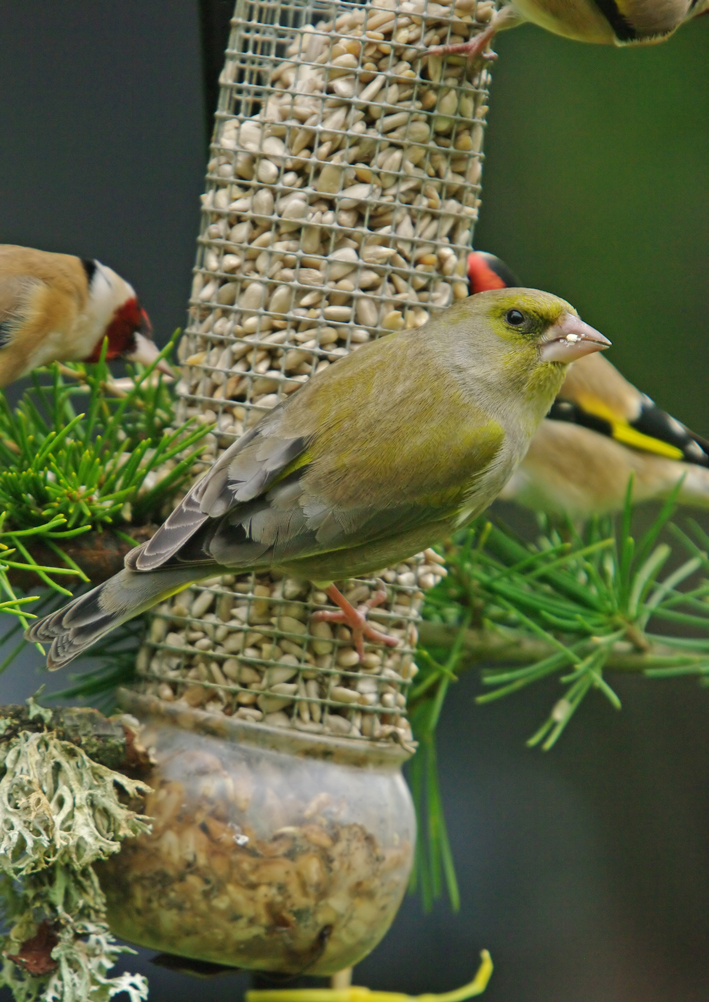 Greenfinch