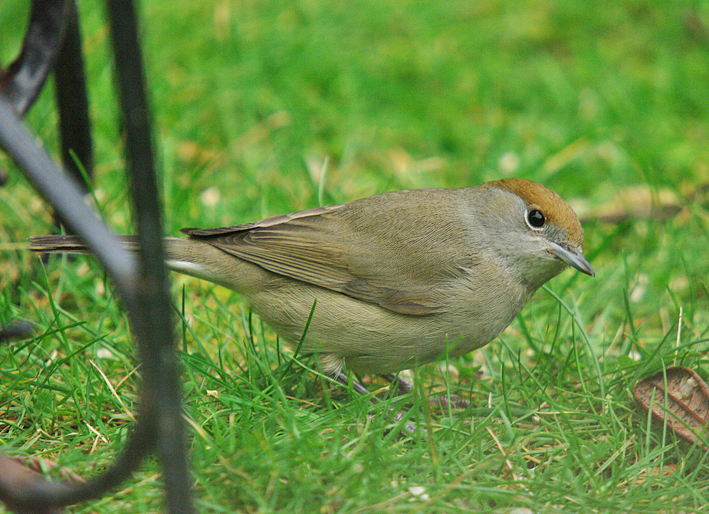 Blackcap female