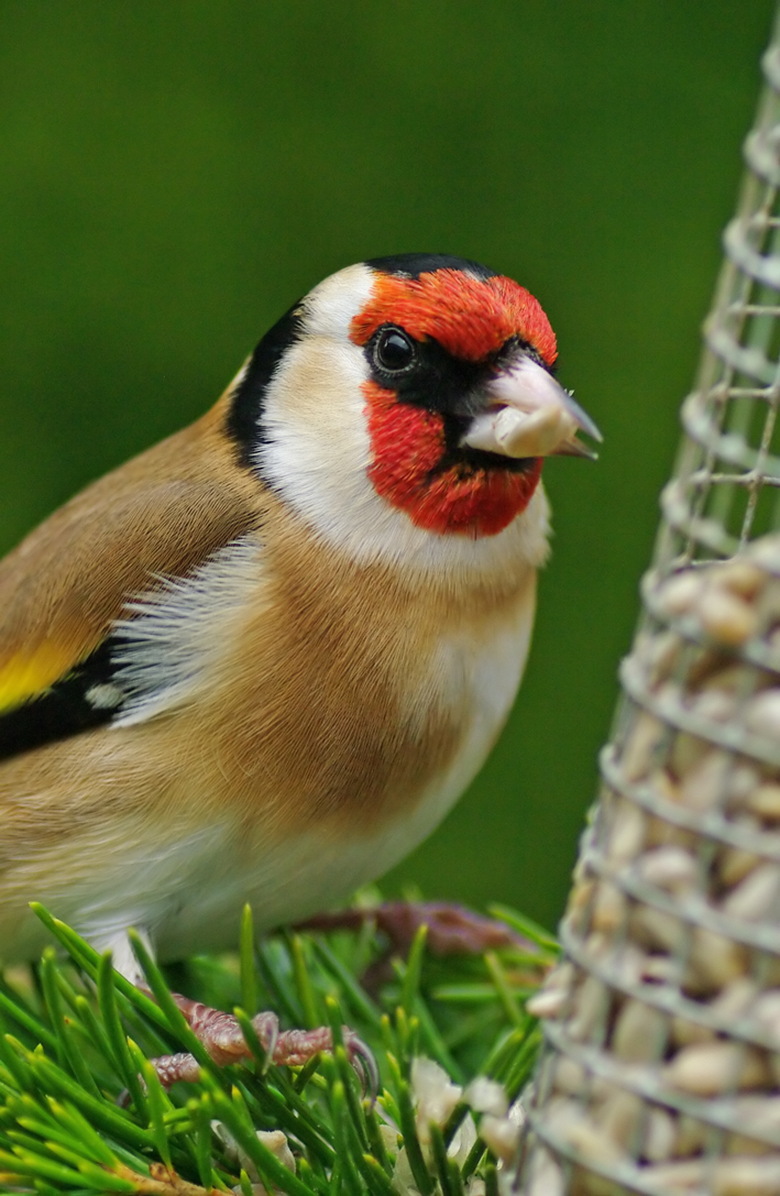 Goldfinch