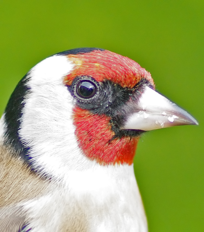 Goldfinch head study